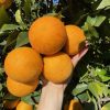Arance Vaniglia (dolcissime, prive di aspro, diverse dalle solite arance) - 9Kg